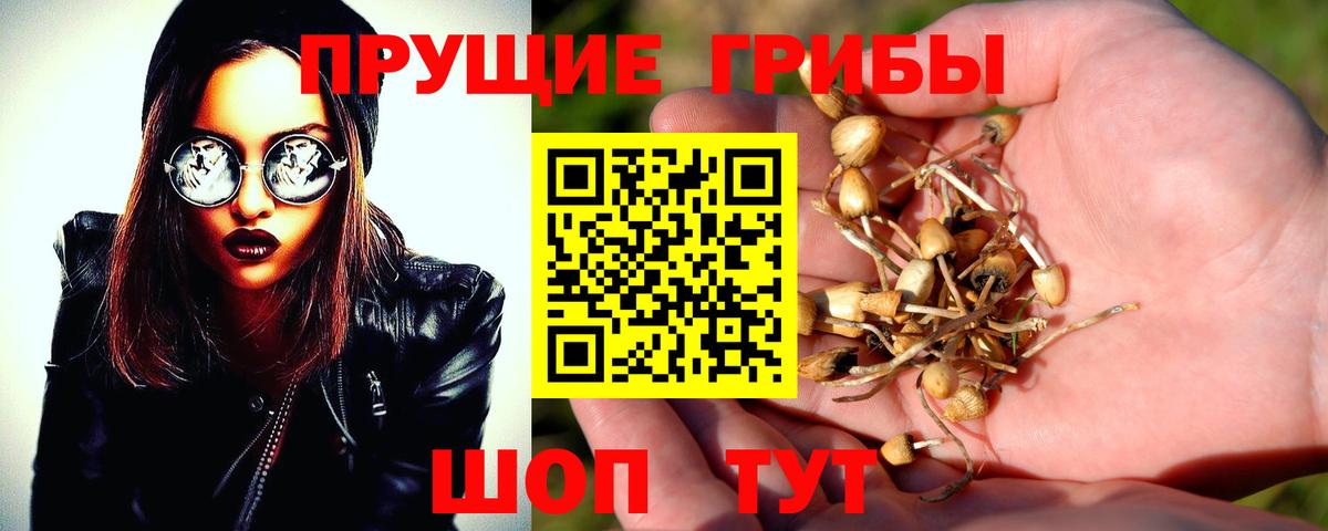 Галлюциногенные грибы Psilocybe Карпинск